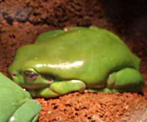 The Australian <strong>Green Tree Frog</strong> is a species of tree frog native to Australia (warm and wet tropical environments in northern and eastern parts of the country) and is larger than most Australian frogs with size reaching 10cm or more with females slightly bigger. Their colour varies from brown to green depending on the temperature and environment.<br/><br/>Their diet consists of insects, worms, arthropods and sometimes small mammals. Some frogs will catch prey with their sticky tongue or by pouncing and pushing into their mouth with their hands.<br/><br/>Due to its docile nature, ease of care and long life span (up to 16 years), Green Tree frogs are commonly kept as pets throughout the world.<br/><br/>Mating season occurs in spring and summer when most calls from males can be heard. Up to 2000 eggs per clump are laid and tadpoles develop in about 6 weeks. Juvenile frogs are ready to leave the water afterwards.<br/><br/>While the population trend is stable, the species is mostly threatened by pollution and predation by domestic animals in suburban areas. The Green Tree Frog is classified as <strong>Least Concern</strong> on the IUCN Red List.