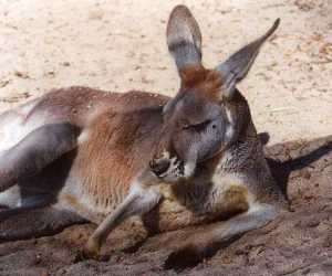 The <strong>Red Kangaroo</strong> is the largest of all the kangaroos and the largest living marsupial. It is found across mainland Australia and is only absent in Tasmania, the southern parts, the eastern coasts and the tropical environments in the north. They occupy open areas in scrublands, grasslands and arid environments with few trees as shade.<br/><br/>Males have red-brown fur and measure up to 1.6m tall on average. Females are smaller, measuring up to 1m tall and are blue-grey with a brown tinge. Being mostly sedentary, red kangaroos live in groups numbering up to hundreds of individuals. Their powerful back legs allow them to move at great speed (achieving up to 12m long jumps) as well as to defend themselves from attackers with kicks. They don't have major predators except humans and dingos attacking joeys.<br/><br/>Red kangaroos are herbivores and graze exclusively on grass and green plants. Water is mostly obtained from the green food.<br/><br/>Breeding occurs all year round. Usually only one young is born at a time and females can halt development of embryos until the previous joey leaves the pouch (after around 230 days).<br/><br/>The Red Kangaroo is classified as <strong>Least Concern</strong> on the IUCN Red List although it is currently facing many threats such as being hunted for their meat, shot by farmers as a pest or hit by vehicles while attempting to cross the road.