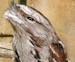 The <strong>Tawny Frogmouth</strong> is a species of large nocturnal bird native to Australia mainland and Tasmania, found in all habitats except treeless deserts. They are mostly silver-grey with yellow eyes and can grow up to 50cm. Often mistaken for owls, they are closely related to nightjars.<br/><br/>Being nocturnal, the tawnies feed on insects, spiders, snails as well as small mammals, reptiles, frogs and other birds. Unlike owls, they prefer to catch preys with their beak or pounce them to the ground from an elevated perch.<br/><br/>Mating occurs between August and December and females lay up to 3 eggs in loose nests made of sticks. Both parents incubate the eggs and supply food to the youngs.<br/><br/>The Tawny Frogmouth is classified as <strong>Least Concern</strong> on the IUCN Red List but some populations are facing numerous threats such as habitat destruction, attacks by dogs, feral cats and foxes and being hit by cars during night time.