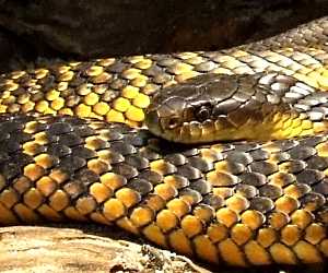 The <strong>Tiger Snake</strong> is a large  venomous snake found in the south and western parts of Australia as well as south-east Queensland and Tasmania.<br/><br/> Colouration, patterning and size vary greatly depending on their region. Populations from south-western WA (<i>Notechis scutatus occidentalis</i>) are usually dark brown to black with yellow and/or orange bands, measure up to 2m in length and have a blunt head distinct from its body. Habitats in S-W WA include coasts, rivers and wetlands.<br/><br/>Tolerant of low temperatures, Tiger snakes are active day and night to consume small lizards, small mammals and frogs. When threatened, they will rise above the ground in a prestrike posture and will flatten their bodies. They are disinclined to bite unless cornered or picked up.<br/><br/>Mating occurs in spring and females give birth to an average of 25 live young in the summer months.<br/><br/>The Tiger Snake is classified as <strong>Least Concern</strong> on the IUCN Red List.
