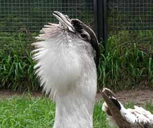 The <strong>Australian Bustard</strong> is a large nomadic ground bird that is fairly common in grasslands and woodlands across the northern half of Australia. It is also called <strong>Bush or Wild Turkey</strong> by Aboriginal people who still hunt the bird nowadays for food and the feathers used in ceremonies. Male bustards grow up to 1.2m with a wingspan of 2.3m and females are slightly smaller.<br/><br/>During mating, which occurs once a year, the male inflates its throat, produces a deep and loud roaring sound and struts around in a 'display area' to attract females.<br/><br/>Diet consists of seeds, fruit, insects, lizards, young birds and rodents.<br/><br/>The Australian Bustard is classified as <strong>Least Concern</strong> on the IUCN Red List but populations are slowly declining due to hunting, habitat loss (mostly cleared for agriculture) and predation by pigs and foxes.