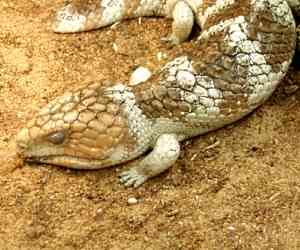 The <strong>Shingleback</strong> (also called <strong>Bobtail</strong>) is a species of blue-tongued lizard commonly found in the southern half of Australia. Shinglebacks measure up to 40cm and have a large head, short blunt tail and very rough scales. They shelter under leaf litter, rocks or logs during the night and emerge for sun basking or foraging during the day.<br/><br/>Like other species of blue-tongued skinks, when feeling threatened they often hiss and show their bright blue tongues to ward off the predators. Also, their stumpy tail which resembles their head is both used as fat reserves and as a defence by confusing predators.<br/><br/>Diet consists of small insects, snails, fruits and greens.<br/><br/>Mating occurs in early spring and females give birth to one to four live youngs.<br/><br/>The Shingleback is classified as <strong>Least Concern</strong> on the IUCN Red List but individuals mostly in suburban areas are threatened by habitat loss, predation/attacks by cats, dogs and foxes and injured by vehicles and lawnmowers/whipper-snippers.