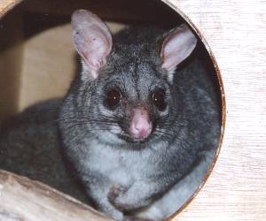 The <strong>Common Brushtail Possum</strong> is a nocturnal marsupial found in eastern, northern and south-western Australia and is the second largest of the possums. It inhabits forests, semi-arid environments and urban areas where it adapts well with the presence of humans. The possum is recognizable by its large and pointy ears and a bushy and prehensile tail. Males are larger than females. Fur colouration is silver-grey, brown-black or cream depending on the region.<br/><br/>The brushtail possum feeds on Eucalyptus leaves, flowers, fruits and seeds as well as insects, eggs and small vertebrates.<br/><br/>Breeding can occur any time of the year but mostly during spring and autumn. After a gestation of about 16 days, one live young is born and it will stay in the pouch for 4 or 5 months and ride on the mother's back for few more months once it gets older.<br/><br/>The Common Brushtail Possum is classified as <strong>Least Concern</strong> on the IUCN Red List but populations are currently facing threats such as being hunted or trapped for its fur, habitat loss and being hit by vehicles during the night.