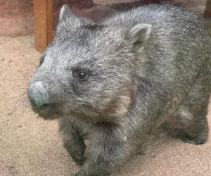 The <strong>Common Wombat</strong> is a marsupial found in south-eastern Australia, occupying woodlands, eucalyptus forests, rainforests, grasslands and coastal areas of New South Wales, Victoria and Tasmania. It is the largest burrowing animal and the second-largest marsupial in the world.<br/><br/>Common wombats measure just over a meter in length, can weigh up to 40kg and are distinguished from hairy-nosed wombats by their bald nose.<br/><br/>Being a solitary and territorial animal, the wombat can live in the same burrow for its whole life and usually comes out at night to forage during warmer months or to sunbathe during colder months.<br/><br/>The wombat is a herbivore and feeds exclusively on native grasses such as Poa and tall sedge.<br/><br/>Breeding generally occurs in winter every two years and one live young is born after about 30 days of gestation, and it will stay in the pouch for 6 months. The average lifespan for this species in the wild is 15 years.<br/><br/>The Common Wombat is classified as <strong>Least Concern</strong> on the IUCN Red List but it is currently facing threats such as killed by farmers as a pest, hit by vehicles and competition with introduced herbivores.