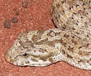 The <strong>Death Adder</strong> is a very short and stocky highly venomous snake measuring from 60 to 90cm. Colourations are variable: brown to grey with irregular bands depending on their locality. Species can be found in many parts of Australia (north, eastern coasts, central desert, south, Pilbara Region,...) as well as New Guinea and neighbouring islands.<br/><br/>The strong resemblance with vipers is largely due to convergent evolution (species not closely related developing similar features because of similar environments).<br/><br/>Death Adders are ambush predators, lying camouflaged under fallen leaves and using its narrow tail as a lure to catch prey which consists of small mammals, reptiles and small birds. The strike (including envenoming the prey) is one the quickest of any snake in the world. The venom is neurotoxic which causes paralysis and respiratory arrest, however, as anti-venom is widely available nowadays, fatal bites are much rarer.<br/><br/>Females are viviparous and produce 3 to 20 live young in early Autumn.<br/><br/>Species of Death Adders in Australia are classified as <strong>Least Concern</strong> on the IUCN Red List except the Barkly Tableland Death Adder (<i>Acanthophis Hawkei</i>) as <strong>Vulnerable<strong>.