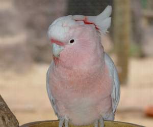 The <strong>Pink Cockatoo</strong> (also called <strong>Major Mitchell's or Leadbeater's cockatoo</strong> is a species of parrot found in arid and semi-arid inland areas of Australia inhabiting dry woodlands, particularly mallee. They have an elegant pink and white plumage with a bright red and yellow crest and grow up to 35cm. Both sexes are very similar, males are usually bigger with brown eyes and females have a larger yellow stripe on the crest and red eyes.<br/><br/>Diet consists of seeds of grasses and plants, fruit, roots and insects.<br/><br/>Females lay up to 3 eggs in tree hollows and both parents will raise and defend the chicks after about 23 days of incubation.<br/><br/>The Pink Cockatoo is classified as <strong>Least Concern</strong> on the IUCN Red List but populations are declining due to land clearing for crops and poaching for the captive bird trade.