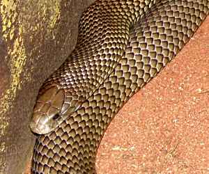 The <strong>Mulga snake</strong> (also called King Brown) is a venomous species of snake found all across Australia except coastal regions in the east and south and Tasmania. Habitats not only include Mulga Lands (eastern Australia) but also any type of environment; grasslands, heathlands, deserts and woodlands. The head is wide with an average body length of over 1.5m (some large specimens can reach 3m). Colouration is variable depending on the regions but most of them are dark-brown or almost black.<br/><br/>Diet consists of other reptiles (lizards and snakes including other mulgas), mammals, birds and frogs. Although the venom is not extremely toxic, it is produced in large quantities in one bite. Anti-venom is widely available nowadays and fatal bites are much rarer.<br/><br/>Mating occurs in spring and females lay between 4 and 19 eggs. No parental care is given to the young after about 80 days of incubation.<br/><br/>The Mulga Snake is not yet classified on the IUCN Red List and no conservation measures are currently in place.
