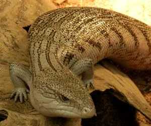 The <strong>Northern Blue-tongued Skink</strong> (also called Eastern Blue-tongued or Common Blue-tongued) is the largest of the blue-tongued lizards growing up to 60cm. The species is native to Australia and can mostly be found in the northern and eastern regions. They are very commonly kept as pets and have a life span of about 20 years.<br/><br/>Diet consists of small insects, snails, fruits and greens.<br/><br/>When feeling threatened they often hiss and show their bright blue tongues to ward off the predators.<br/><br/>The males will frequently bite the female to hold her down during mating which occurs once yearly. Northern blue-tongued skinks are ovoviviparous and about 17 young are born in each litter.<br/><br/>The Northern Blue-Tongued Skink is not yet classified on the IUCN Red List and populations are not currently facing any considerable threats in the wild.
