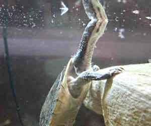 Also known as the <strong>Narrow-breasted Snake-necked Turtle</strong>, the Oblong Turtle is a semi-aquatic species of 'side-necked' turtle growing up to 40cm shell length and residing mainly in swamps, rivers and other permanent bodies of water of south-west WA. Males are generally smaller than females but have a longer and thicker tail.<br/><br/>Their diet consists of small fish, crustacean, aquatic insects and carrion.<br/><br/>Mating takes place from winter to spring and females will leave the water to lay several clutches of 8 to 16 eggs from September to January.<br/><br/>The Oblong Turtle is classified as <strong>Near Threatened</strong> on the IUCN Red List due to habitat loss/pollution and predation on hatchlings/eggs by cats, foxes and species of non-native crayfish.