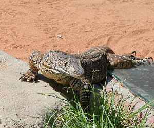 The <strong>Perentie</strong> is a large monitor lizard (growing up to an average of 2.3m) native to Australia, found from the coasts of WA to arid regions in western Queensland. They live around rocky hills, outcrops and burrows which they can dig and which they use for shelter.<br/><br/>Being fast runners, Perenties generally retreat to avoid human contact but they will not hesitate to defend themselves with claws, sharp-curved teeth and their strong tail if cornered.<br/><br/>Their preys are tracked by sight or sensing with their forked tongue and diet consists of insects, mammals, other reptiles (including young Perenties), fish, bird and carrion. <br/><br/>Females lay on average 10 eggs which incubate in about 8 months.<br/><br/>The Perentie is classified as <strong>Least Concern</strong> on the IUCN Red List.
