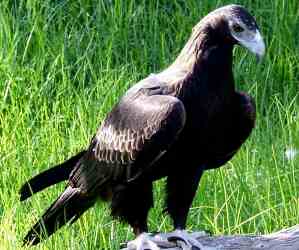 The <strong>Wedge-Tailed Eagle </strong> (also called <strong>Eaglehawk</strong>) is the largest Australian bird of prey found throughout the country including Tasmania. They live in all habitats but prefer open countries forests and woodlands. They are mostly brown or blackish-brown with feathered legs and a distinctive wedge-shaped tail. They can grow up to a meter in length with a wingspan reaching 2.3m.<br/><br/>Diet consists of both live preys such as mammals, lizards and birds and carrion such as carcasses and roadkills. Wedge-tailed eagles can spend much of the day perching in trees or cliffs to have a view of the surroundings or soaring in high altitude without wingbeat or effort to patrol and defend his territory. Those birds can also team up to hunt larger preys such as kangaroos or goats and sheep.<br/><br/>Mating occurs between April and September and females lay 2 eggs on average in large nests. Parents will defend the eggs and feed the young after 45 days of incubation.<br/><br/>The Wedge-Tailed Eagle is classified as <strong>Least Concern</strong> on the IUCN Red List but some populations are threatened by land clearing reducing nesting places.