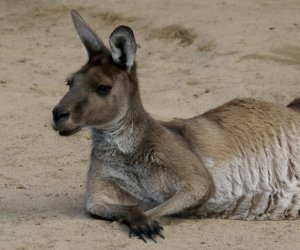 The <strong>Western Grey Kangaroo</strong> is a large marsupial found across the southern part of Australia. The species occupies forests and grasslands from south-west to south-east. The kangaroo measures up to over 1m with males being twice the size of females. Their thick fur is usually pale grey or brown and their muzzle is finely haired.<br/><br/>Western grey kangaroos are herbivores and graze exclusively on grass and shrubs. They are more active at night.<br/><br/>During the breeding season, males will compete for females and fight for dominance in the group. Only one young is born at a time and it will stay in the mother's pouch for 6 to 8 months before become fully independent at 12 months.<br/><br/>The Western Grey Kangaroo is classified as <strong>Least Concern</strong> on the IUCN Red List but it is currently facing threats such as being hunted or being hit by vehicles while attempting to cross the road.